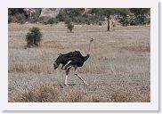 14SerengetiDayGameDrive - 047 * Comon Ostrich (male).